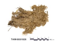 藏品(禿葉泥炭苔)的圖片